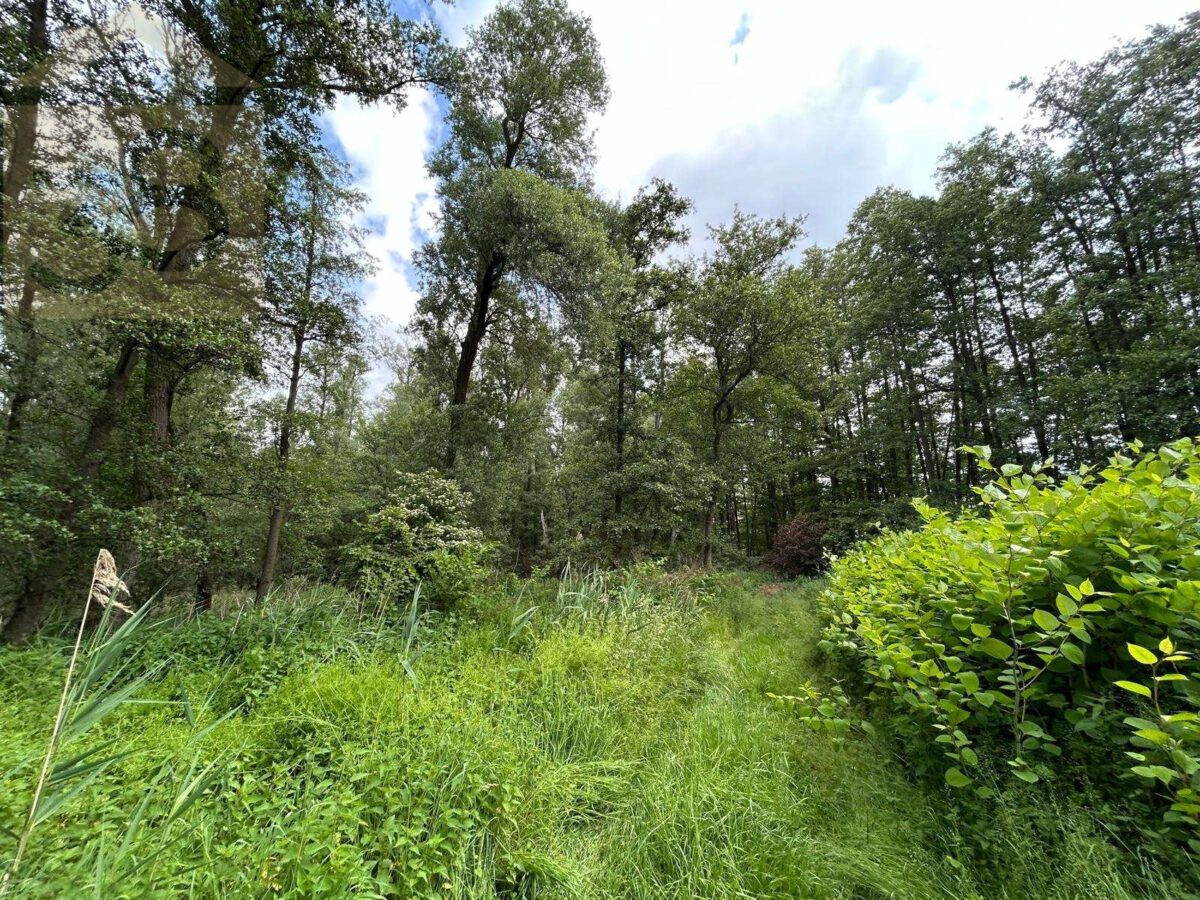 Mischwald