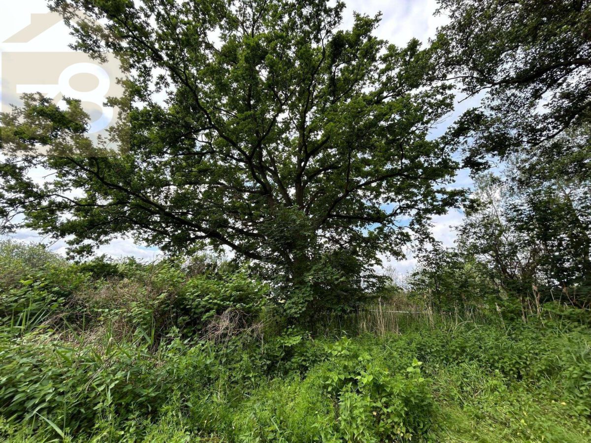Mischwald